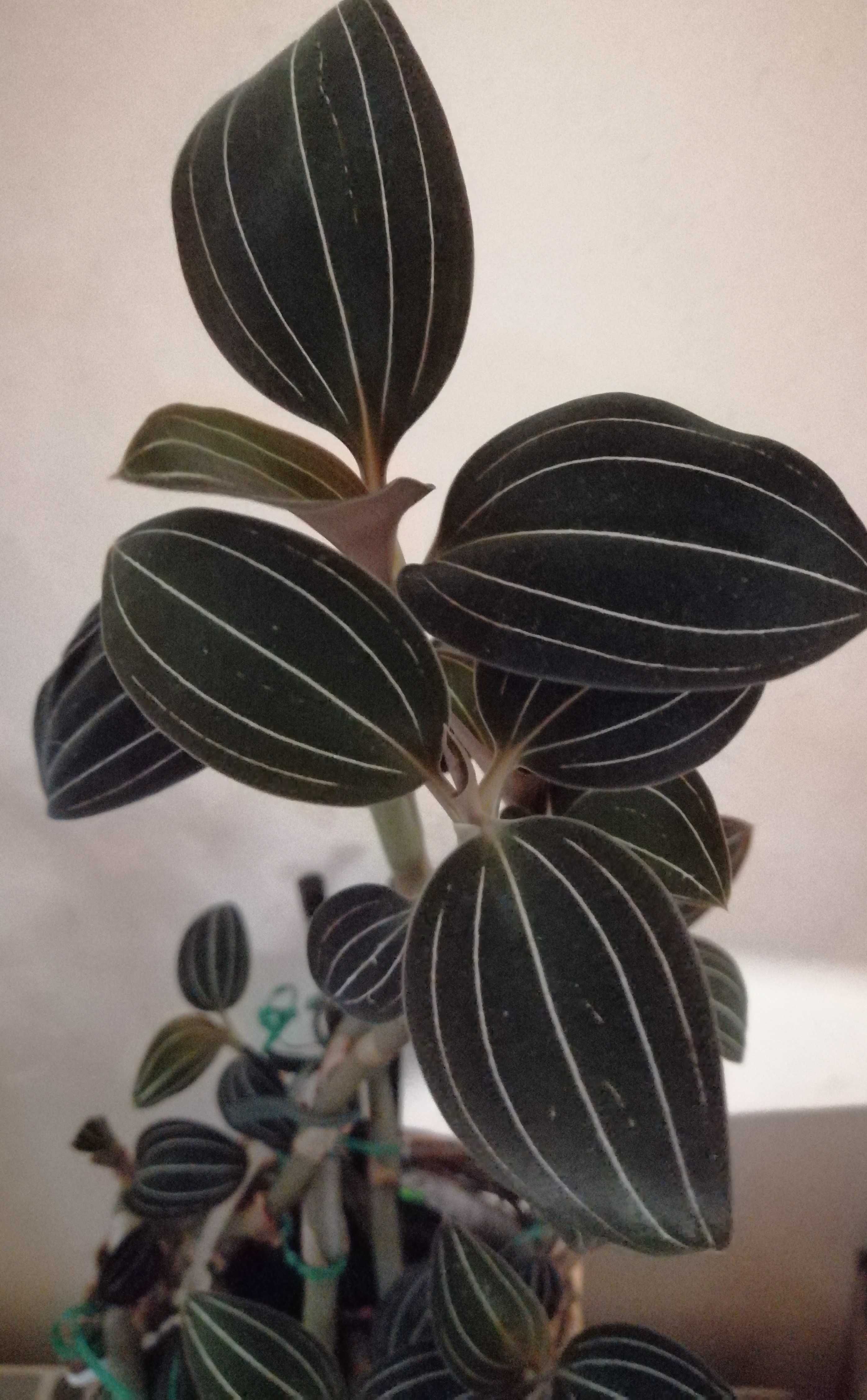 Ludisia discolor