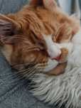 Miziasty kocurek Maine Coon (FPL) GOTOWY DO ODBIORU