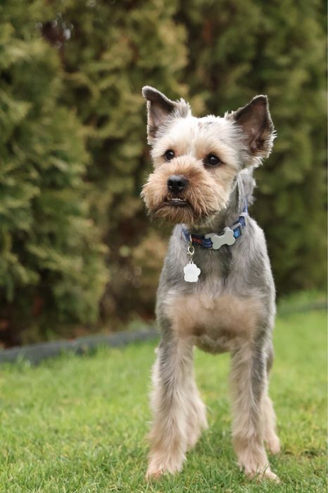 York yorkshire terrier terier pinczer szpic west szkocki border