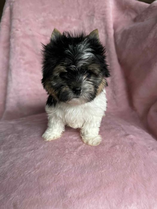 Cudna mini suczka yorkshire terrier biewer