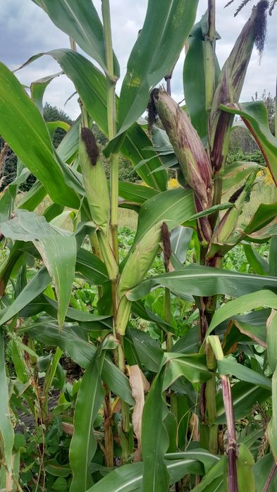 Семена кукурузы .