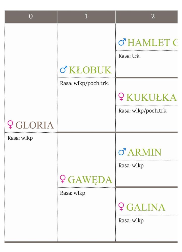 3 letnia klacz wielkopolska programowa