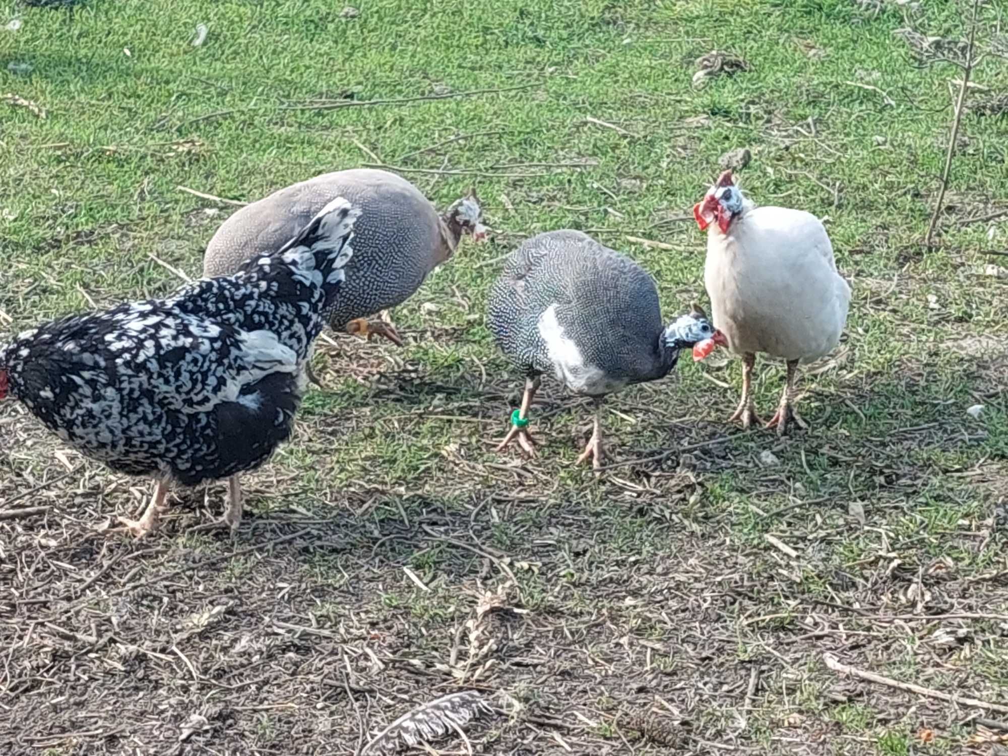 Sprzedam jaja lęgowe perliczek