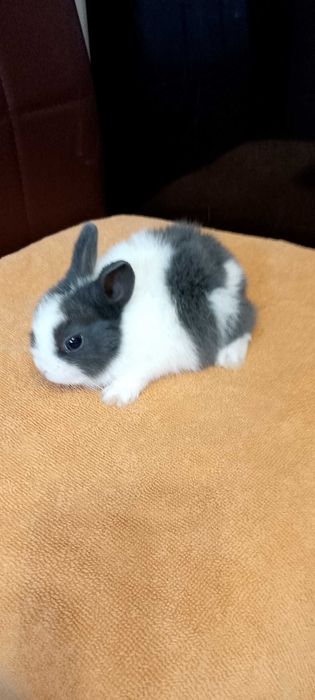 Króliczki miniaturki oswojone