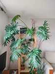 Filodendron selloum philodendron ponad 30-letni