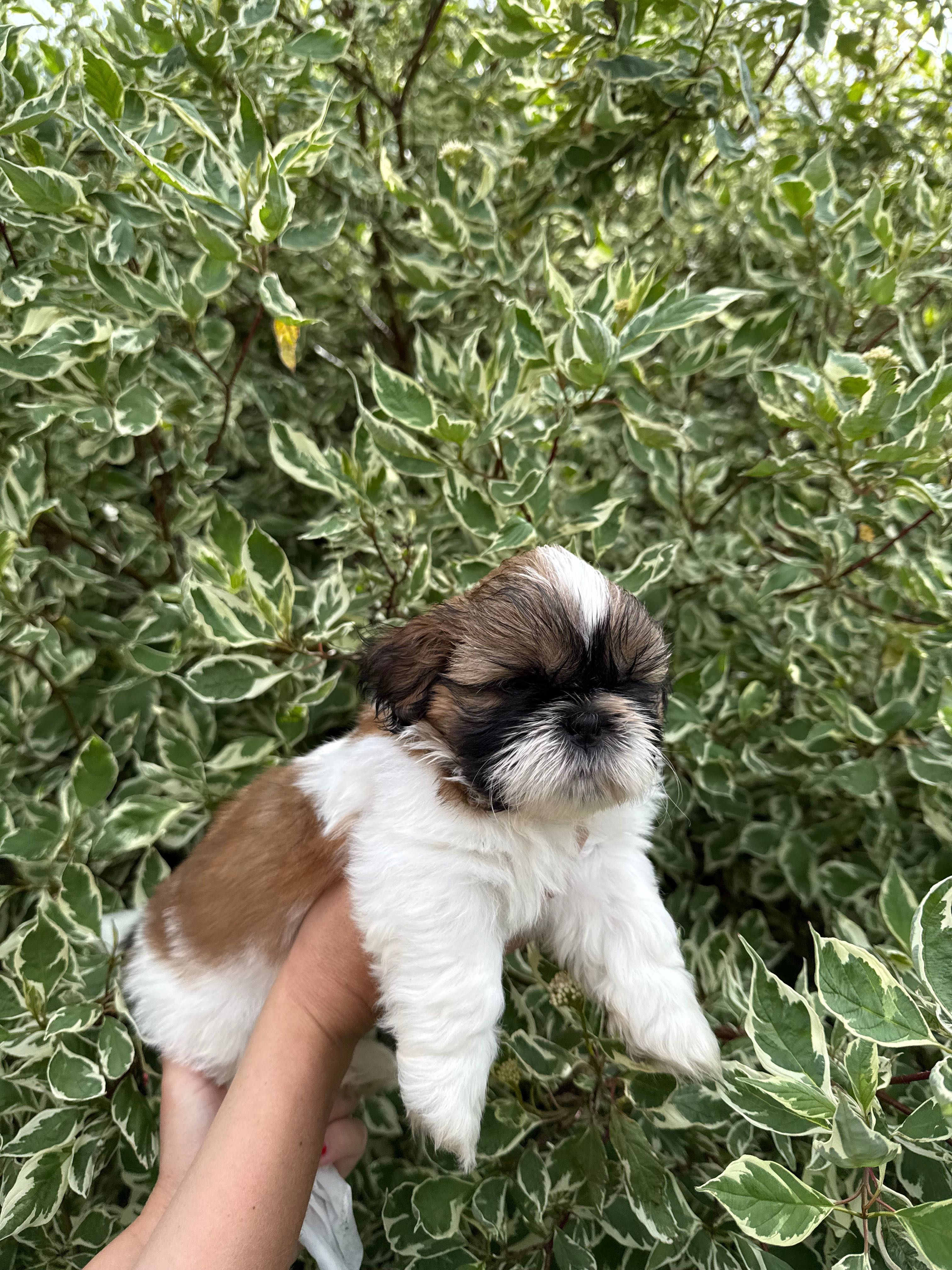 SHIH TZU  ZKWP/FCI - do rezerwacji