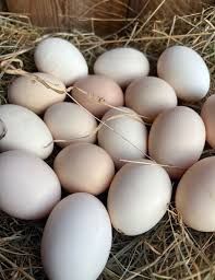 Ziemniaki jaja warzywa