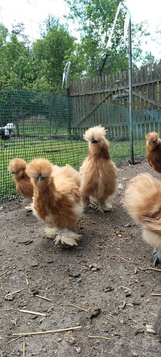 Silki kurki i koguty