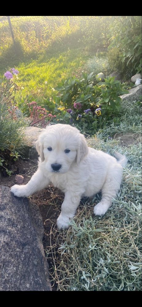 Szczeniak Golden Retriver
