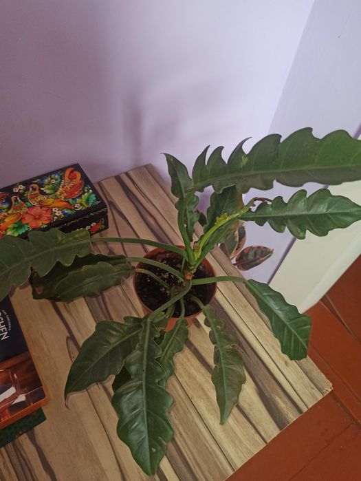 Продам филодендрони разных сортов