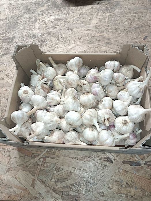 Czosnek Ornak 70 sztuk 4,0 cm przesyłka OLX Tanio!