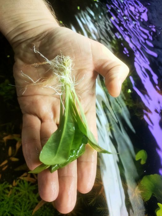 Roślina akwariowa Samolus valerandi z korzeniami