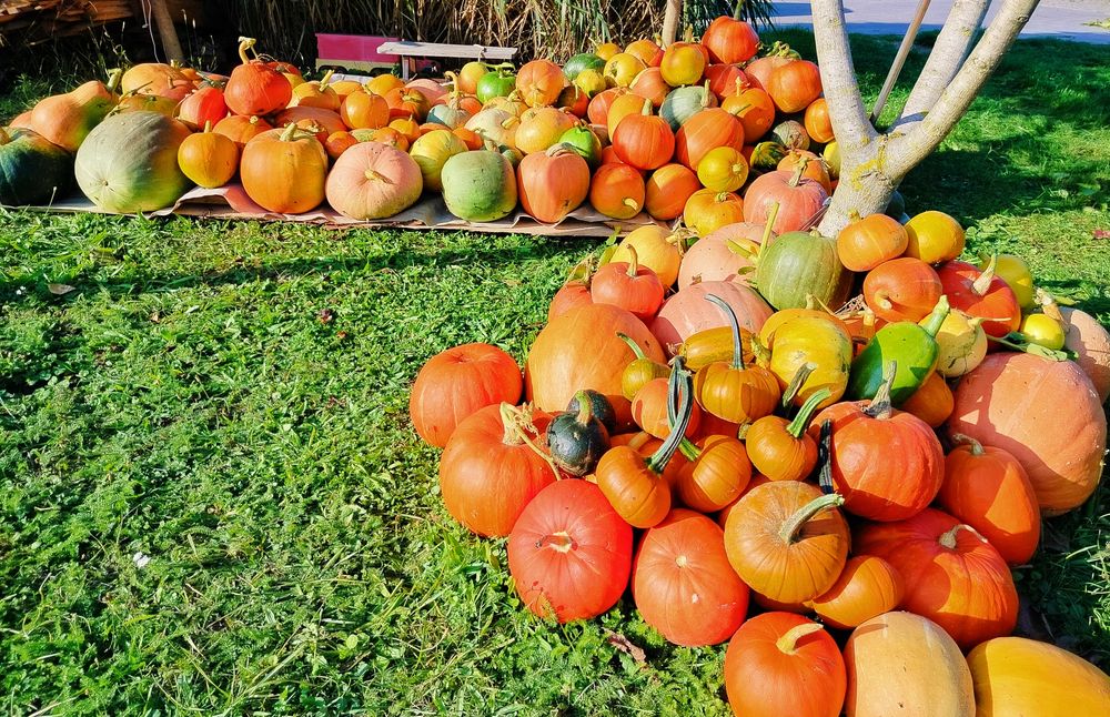 Dynia ekologiczna BIO niepryskana Hokkaido i inne