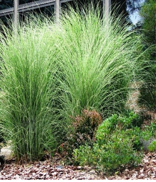 Miskant  morning light 5 szt