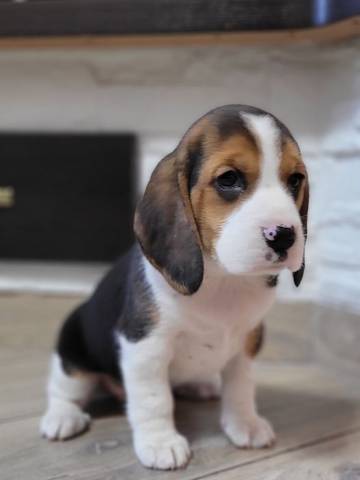 Beagle Śliczny Tricolorek