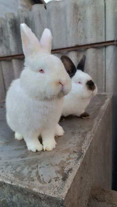 Кролики породи Каліфорнійська та Новозеландський білий.