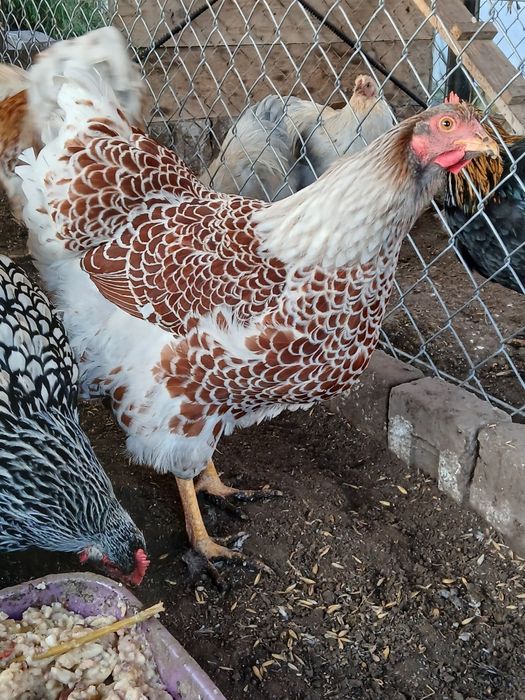 Kury ozdobne, wayndotte, brahmy