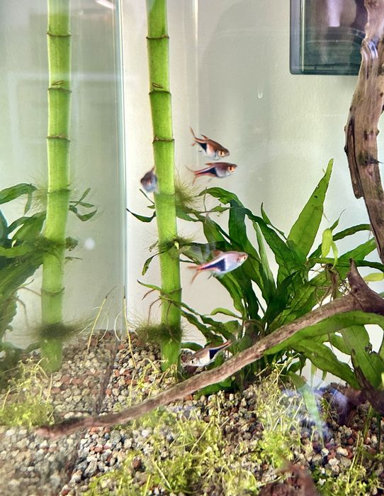Vendo Rasbora Arlequim (cardume de 6 )