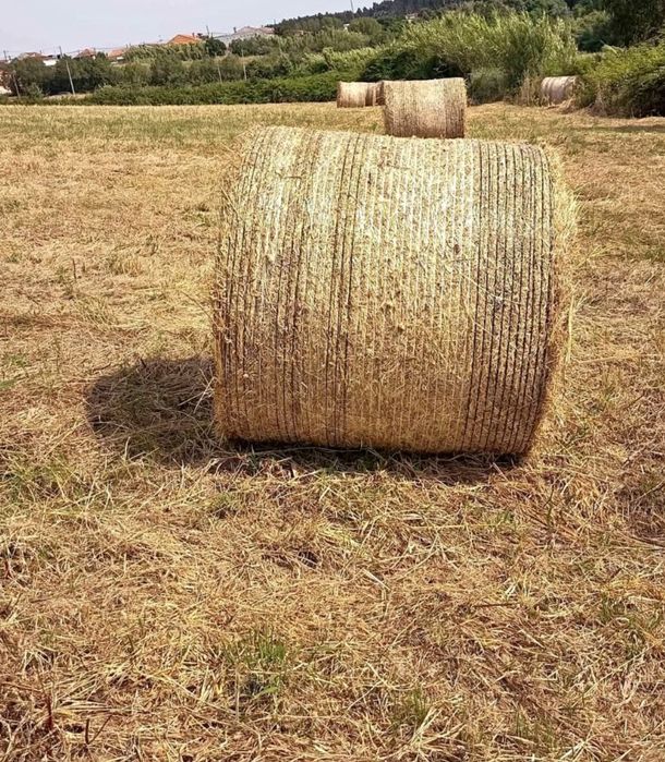 Vendo cubos de feno ano 2025