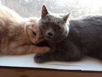 Pilne! Adopcja najlepiej razem