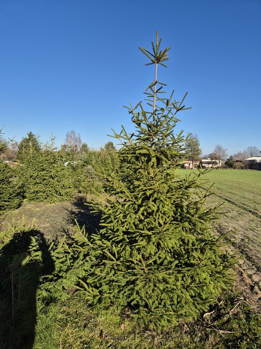 Sprzedaż choinek prosto z plantacji