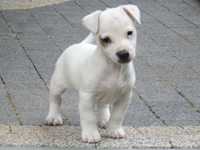 Jack Russell Terrier piesek #B U Z Z# all white Jack Russell MALE pup