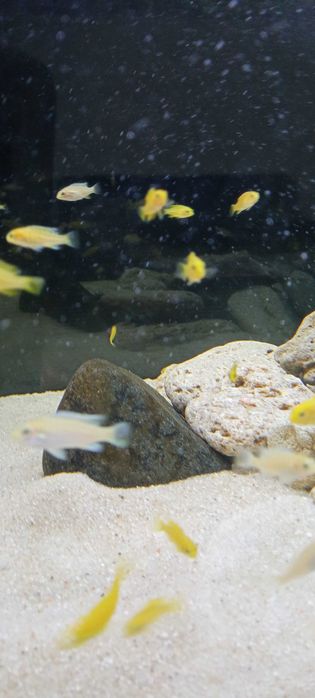 Ciclídeos Africanos Malawi - Labidochromis Caeruleus