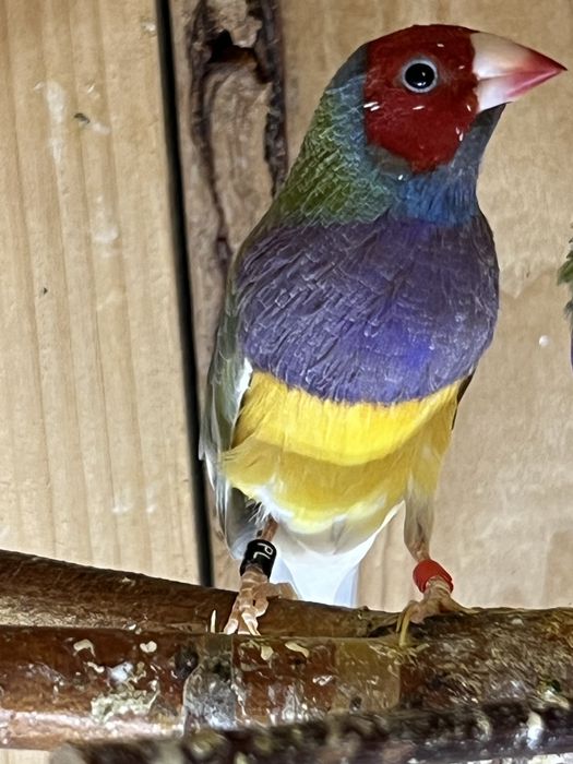 Amadyna wspaniała - samiec 2025 r