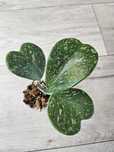 Hoya kerrii splash