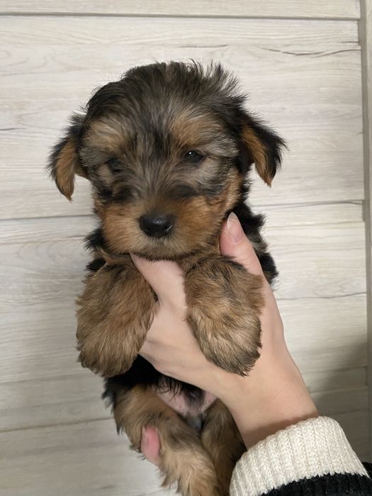 York Shire-Terrier