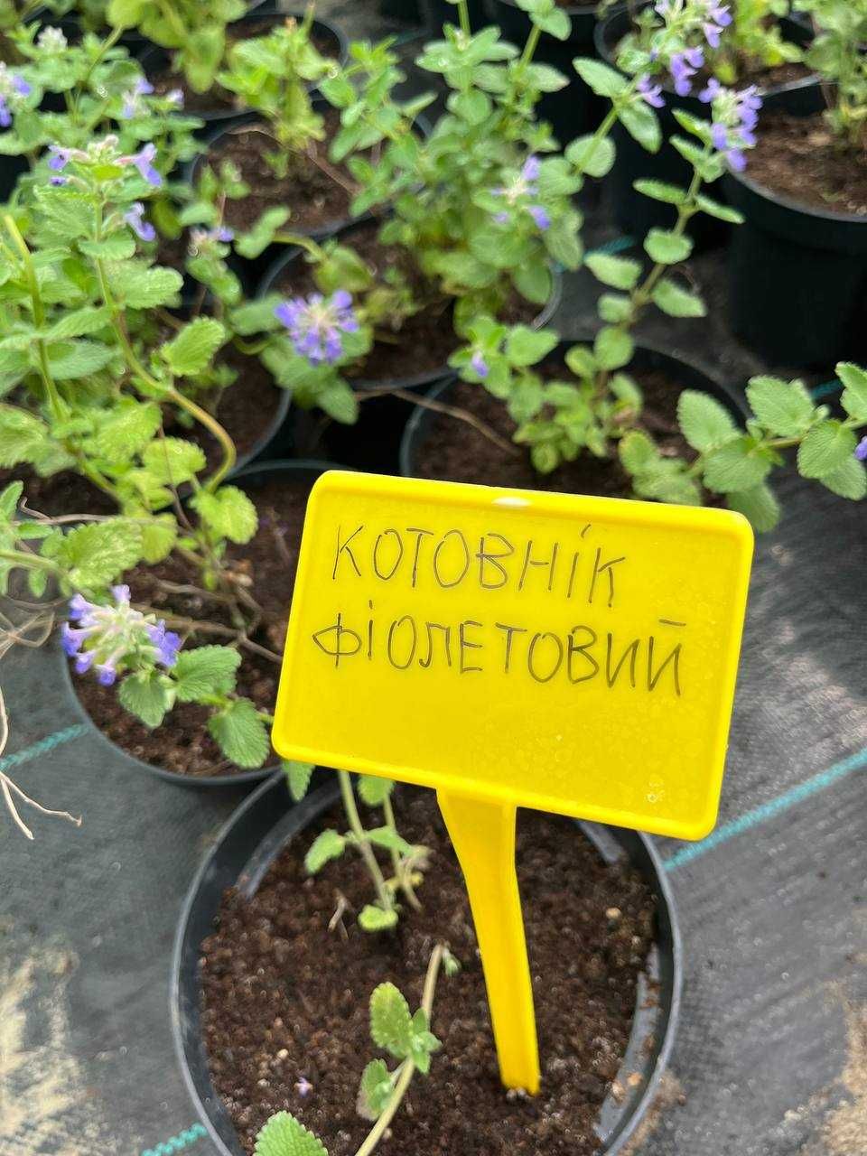 Квіти котовнік фіолетовий та білий , котовник , Népeta.