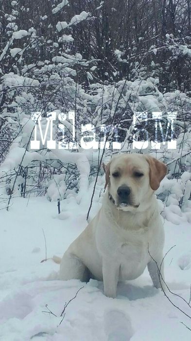 Вязка. Лабрадор ретривер. Кобель.