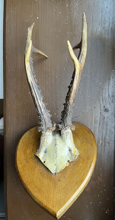 Продаються роги карпатського оленя та косулі