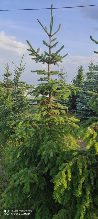 Świerk serbski Picea Omorika 100-300cm