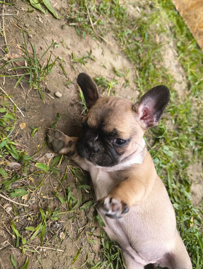 Szczeniaki buldog francuski