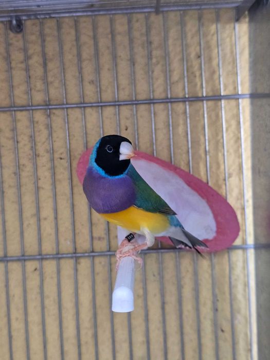 Vendo Diamantes Gould (criação directa)