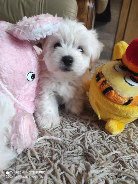 Piękny szczeniak maltańczyk