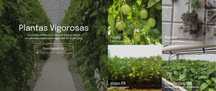 Plantas Maracujá Roxo - Reserve já