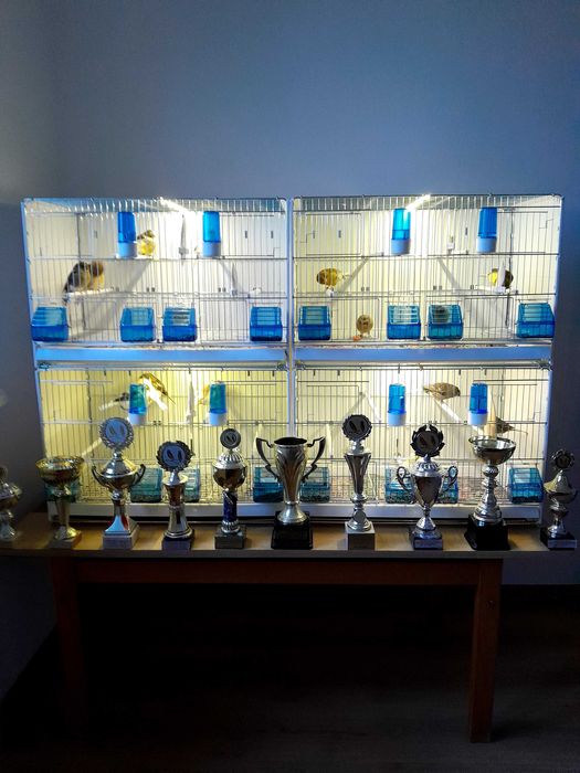 Sprzedam kanarki glostery,  samce I samice z koroną i bez 2025 roku.