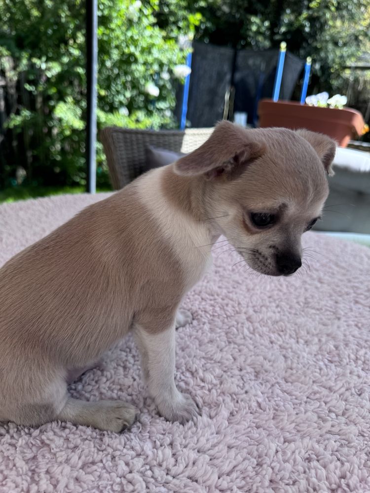 Piesek Chihuahua