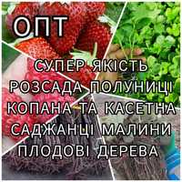 Опт Розсада Полуниці Саджанці Малина Плодові дерева Саженцы Клубники