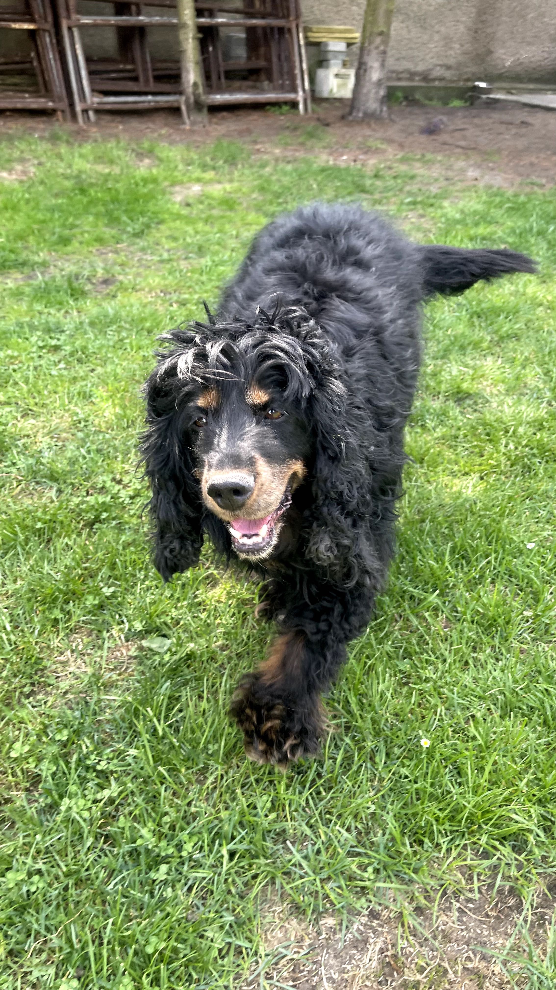 Czarek w typie Spaniela do adopcji