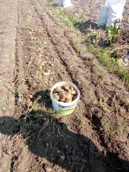 Картопля з доставкою сорти тайфун біла роса конект