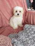 Cukierkowa ksiezniczka Maltipoo szuka domku