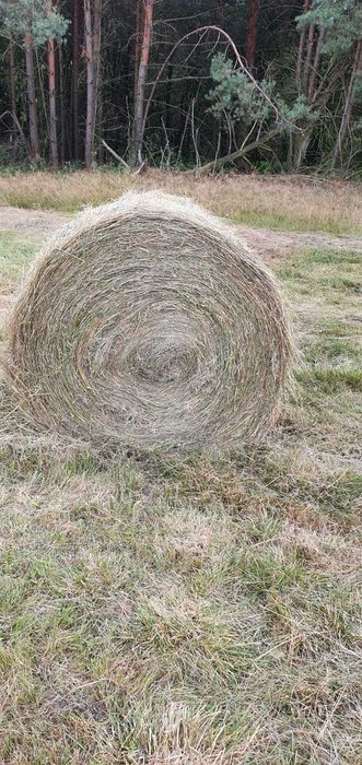 Siano Baloty 130/120