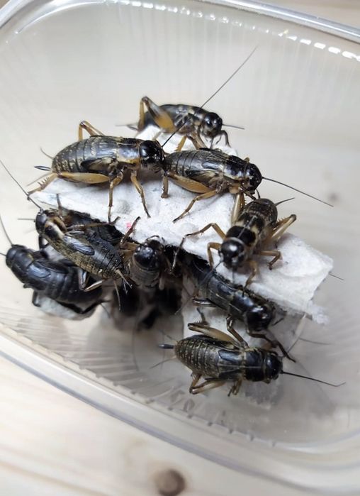 Порція корму цвіркуни ,тарагани ,мучник