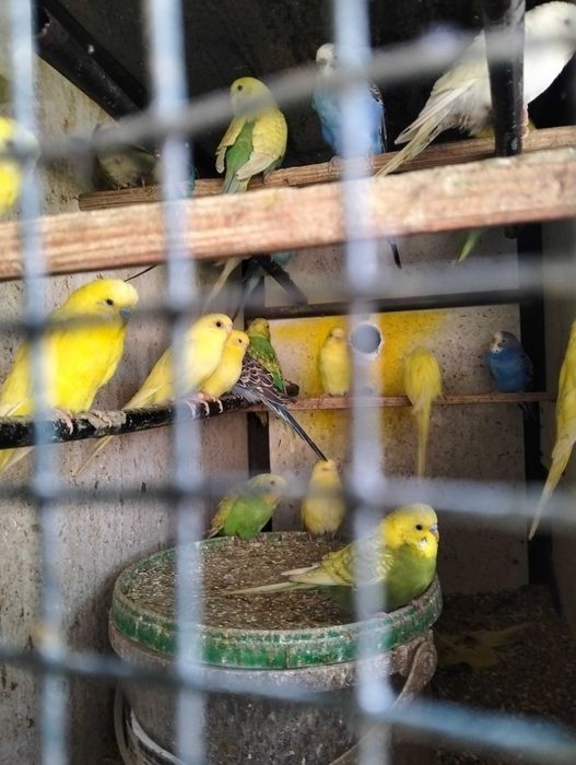 vendo lote periquitos autralianos traçados de ingles