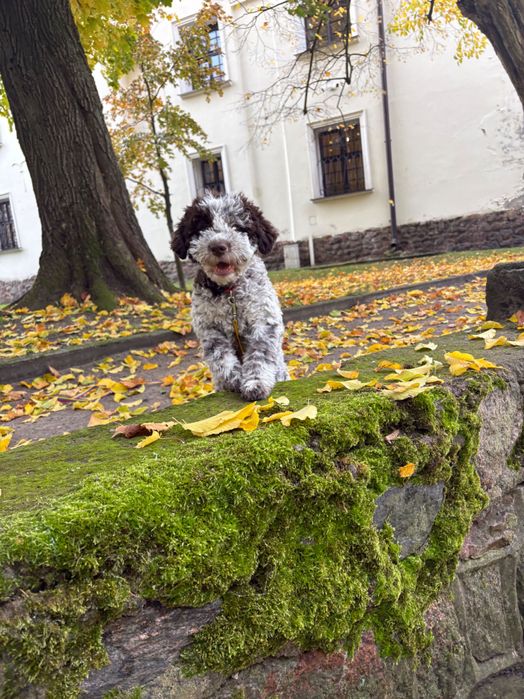 Lagotto Romagnolo ZKwP FCI szczenięta
