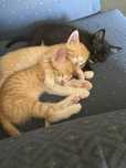 Gatinhos bebes com 2 meses
