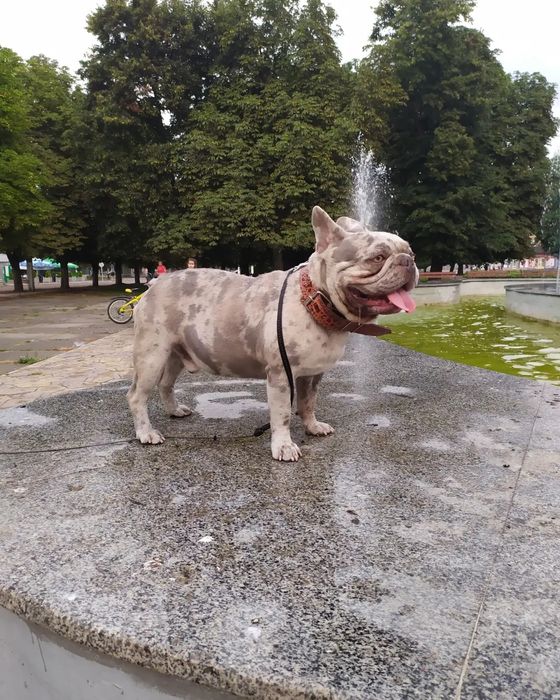 Два мальчика французский бульдог